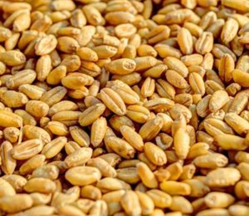 WHEAT
