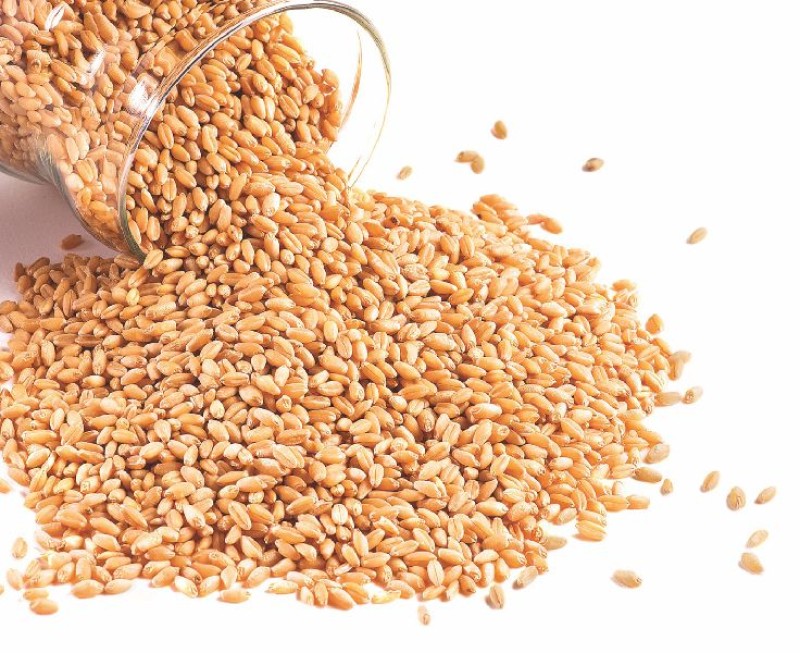 Sharbati wheat